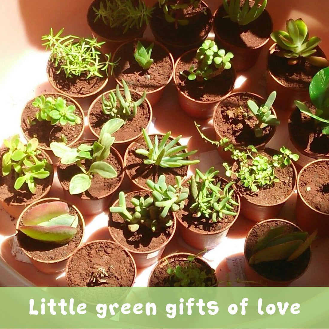 Making good choices for a better environment